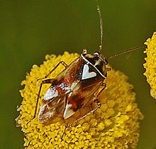 lygus pratensis - a bug with a heart shaped spot on its wings